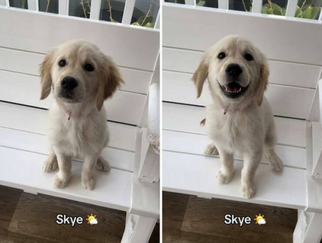 Dogs' Reaction To The Phrase "Good Boy" (18 pics)