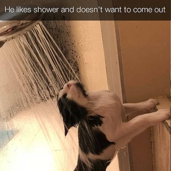 Arrogant But Cute (28 pics)
