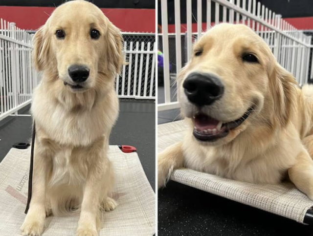 Dogs' Reaction To The Phrase "Good Boy" (18 pics)