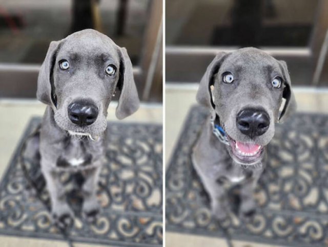 Dogs' Reaction To The Phrase "Good Boy" (18 pics)