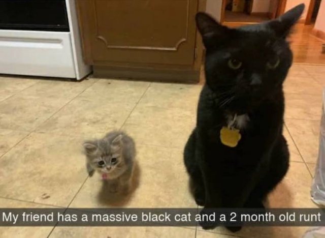Arrogant But Cute (28 pics)