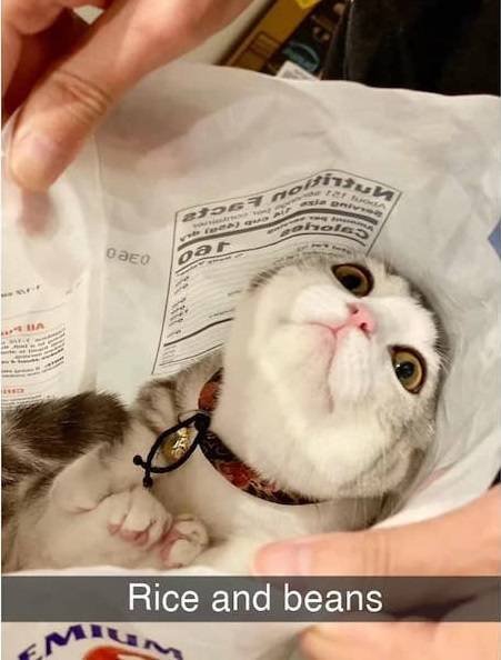 Arrogant But Cute (28 pics)