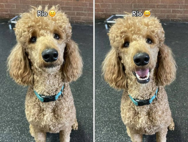 Dogs' Reaction To The Phrase "Good Boy" (18 pics)