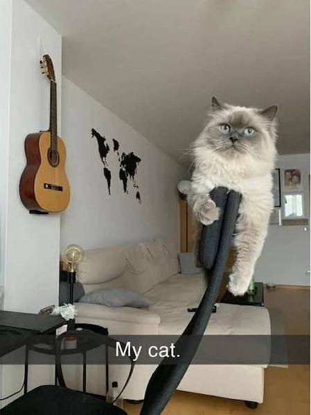 Arrogant But Cute (28 pics)
