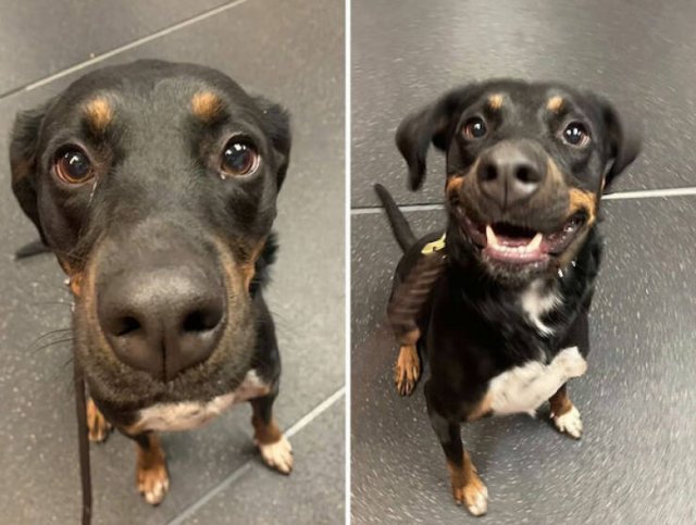 Dogs' Reaction To The Phrase "Good Boy" (18 pics)