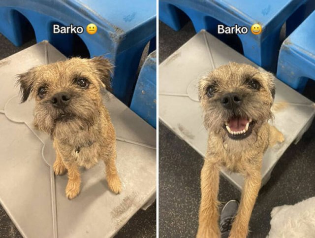 Dogs' Reaction To The Phrase "Good Boy" (18 pics)
