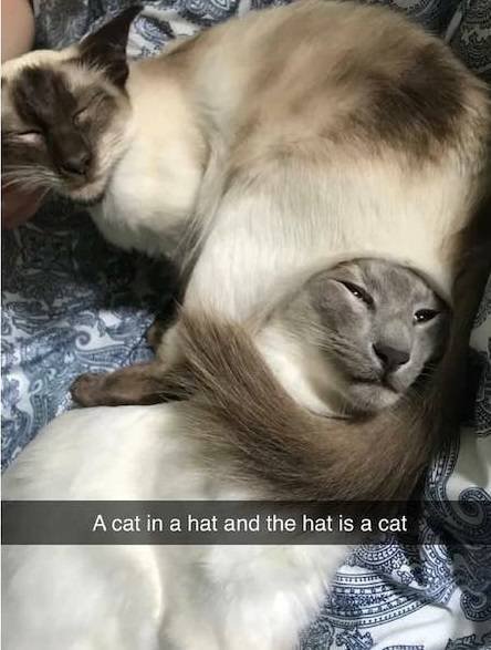 Arrogant But Cute (28 pics)