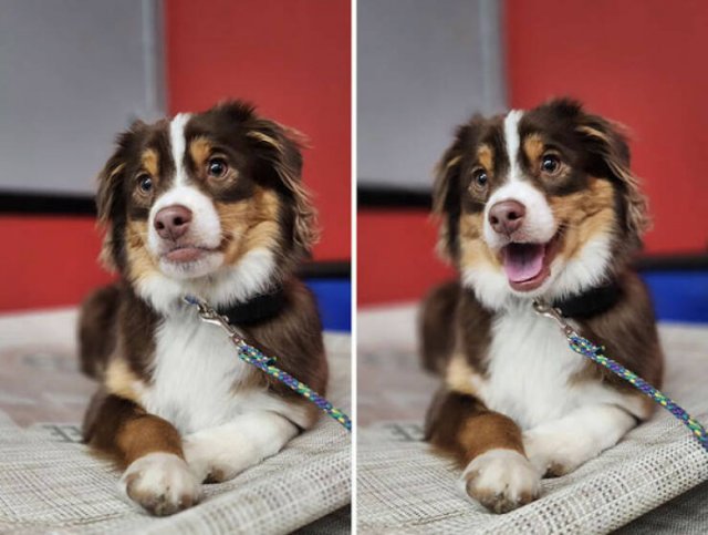 Dogs' Reaction To The Phrase "Good Boy" (18 pics)