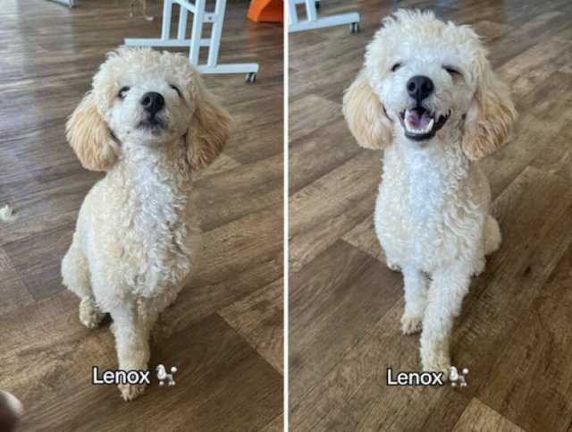 Dogs' Reaction To The Phrase "Good Boy" (18 pics)