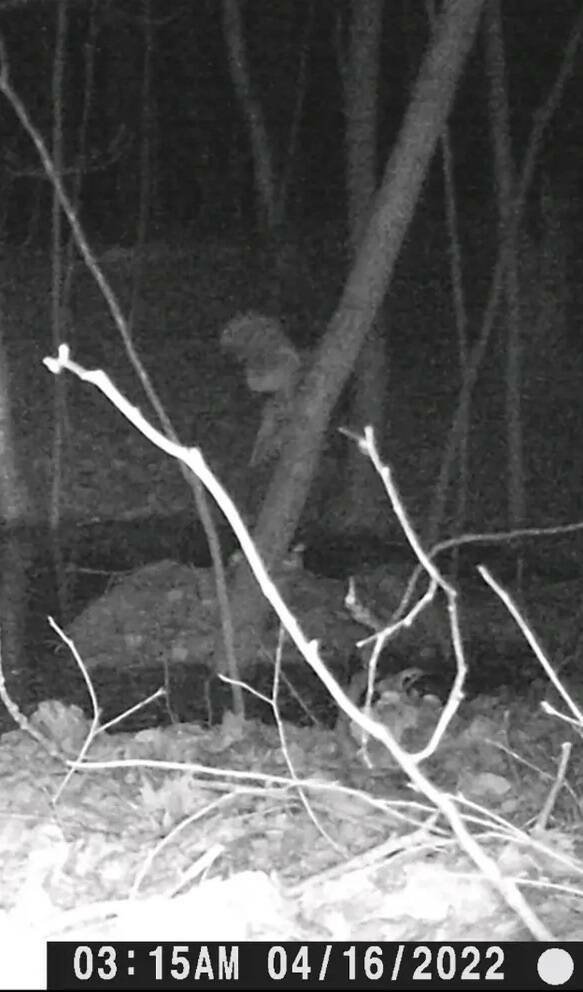 Unusual Photos From Forest Cameras (16 pics)