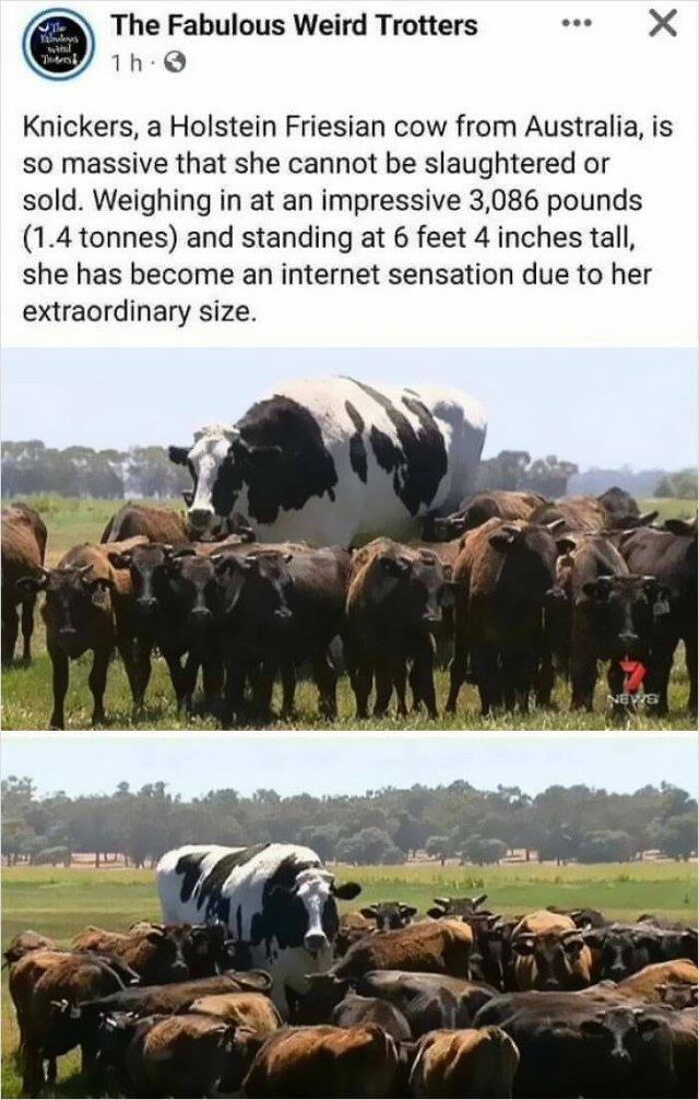 Funny Jokes And Finds (23 pics)