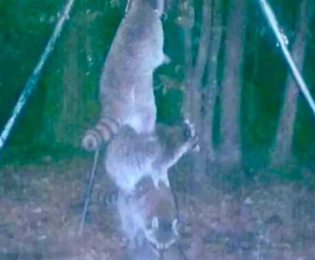 Unusual Photos From Forest Cameras (16 pics)