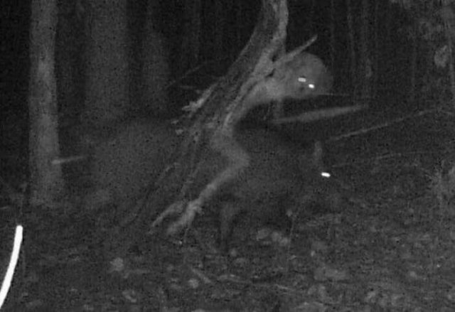 Unusual Photos From Forest Cameras (16 pics)
