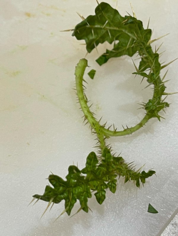 Unusual And Interesting Finds (17 pics)