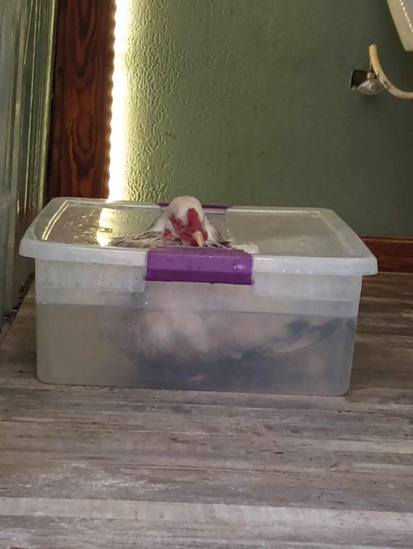 Unusual And Interesting Finds (17 pics)