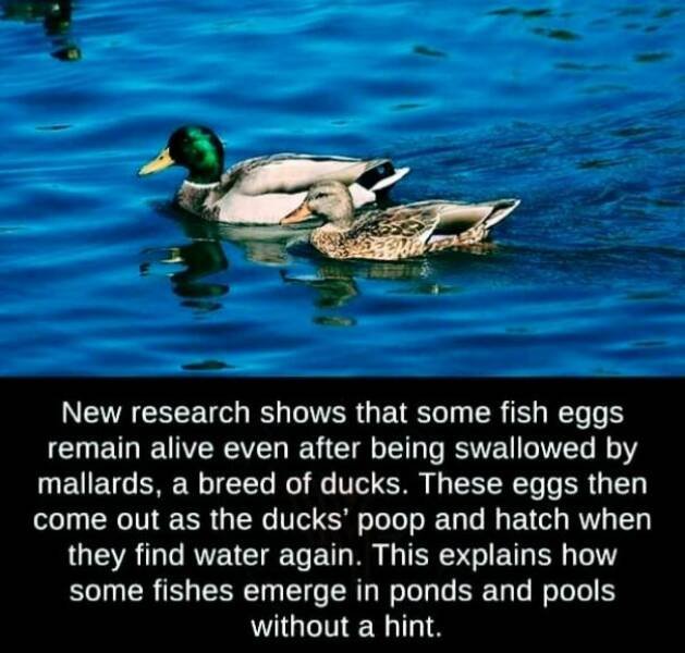 Interesting Facts (24 pics)