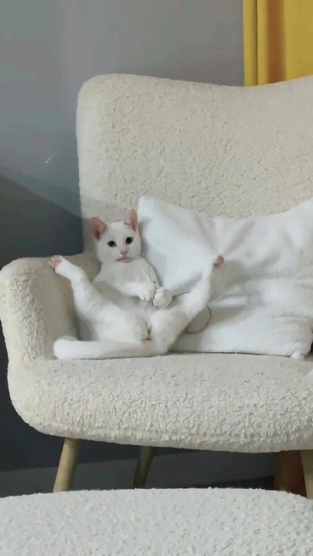 Awkward And Funny Pet Photos (27 pics)