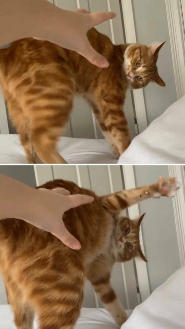 Awkward And Funny Pet Photos (27 pics)
