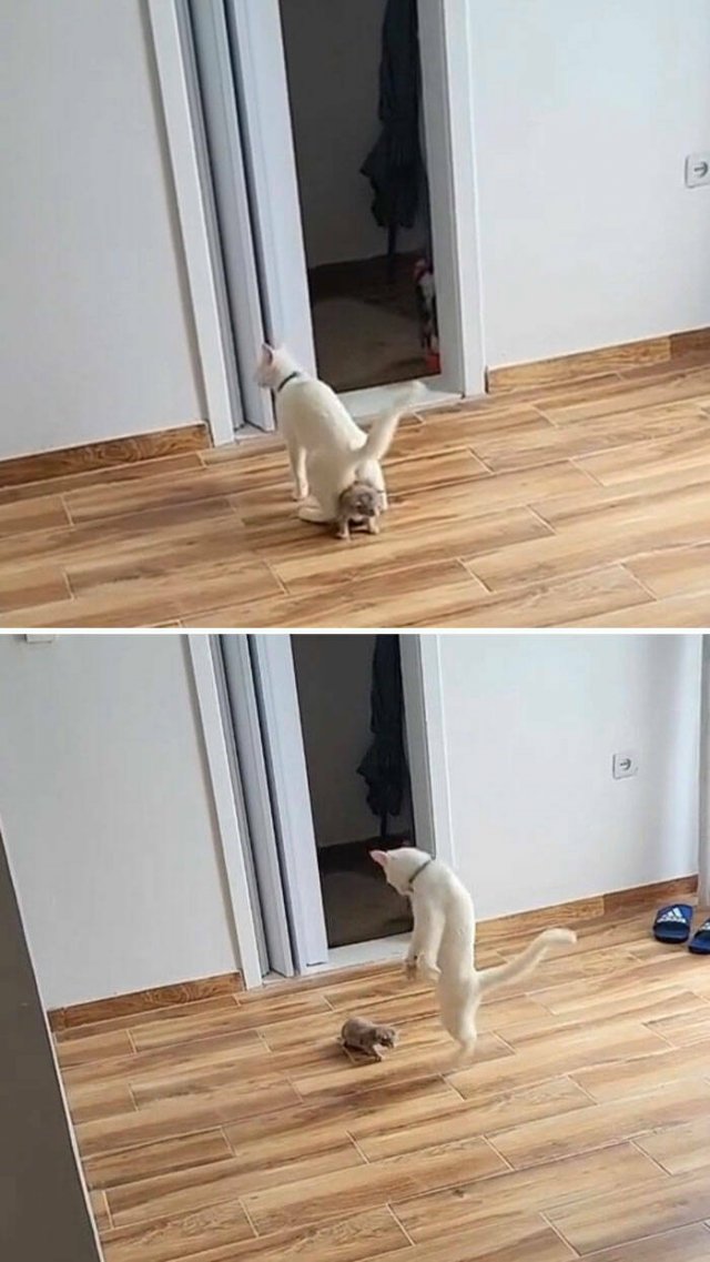 Awkward And Funny Pet Photos (27 pics)