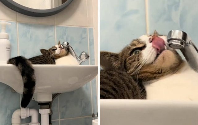 Awkward And Funny Pet Photos (27 pics)