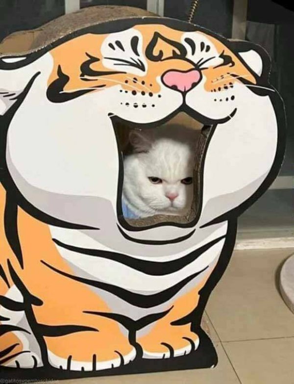 Funny Cats (29 pics)