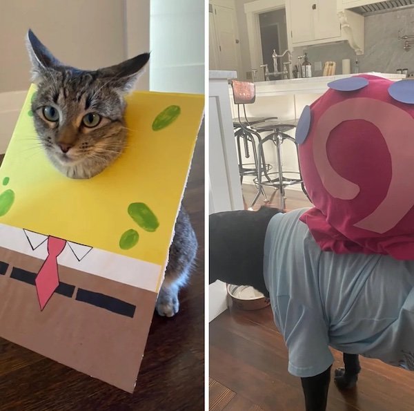Pets That Are Ready For Halloween (20 pics) Pets That Are Ready For Halloween (20 pics)