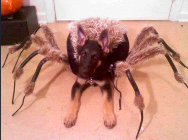 Pets That Are Ready For Halloween (20 pics) Pets That Are Ready For Halloween (20 pics)