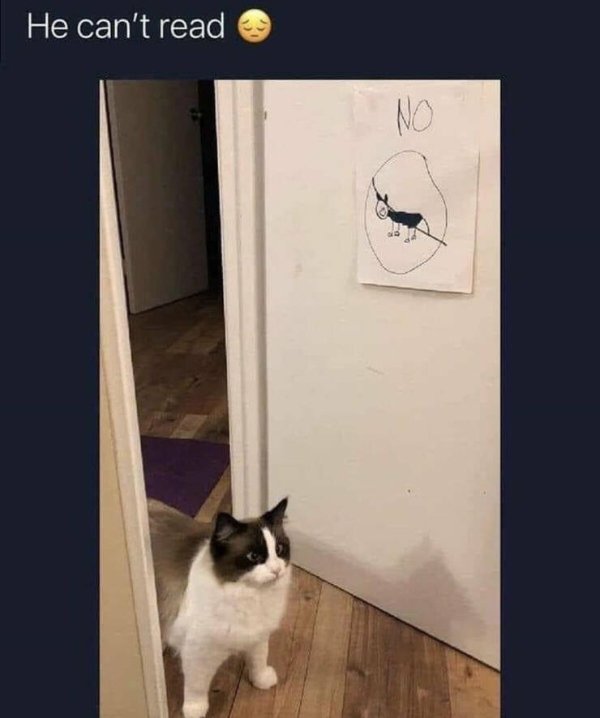 Funny Cats (29 pics)