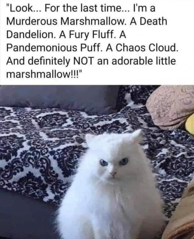 Funny Cats (29 pics)