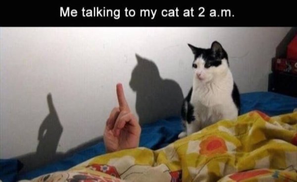 Funny Cats (29 pics)