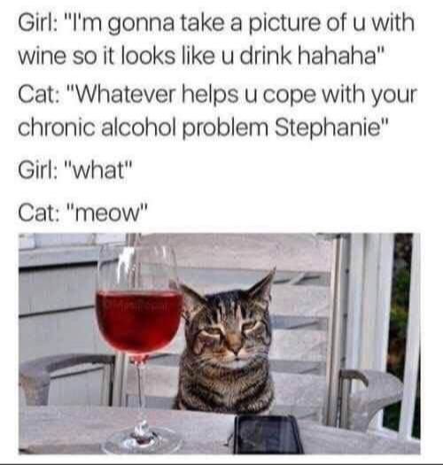 Funny Cats (29 pics)