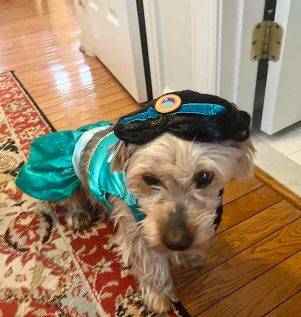 Pets That Are Ready For Halloween (20 pics) Pets That Are Ready For Halloween (20 pics)