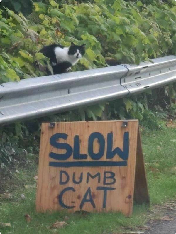 Funny Cats (29 pics)
