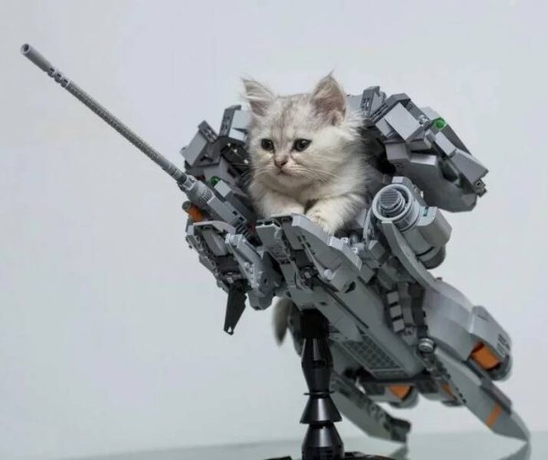 Funny Cats (29 pics)