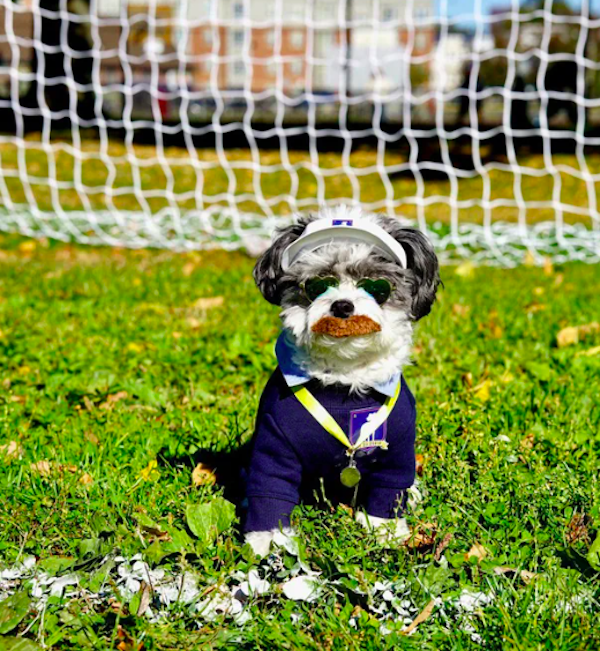 Pets That Are Ready For Halloween (20 pics) Pets That Are Ready For Halloween (20 pics)