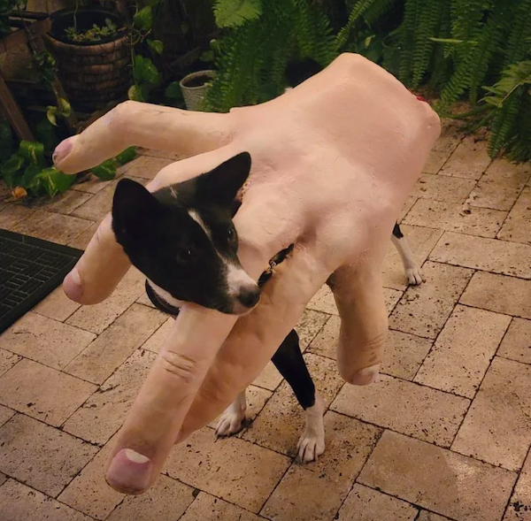 Pets That Are Ready For Halloween (20 pics) Pets That Are Ready For Halloween (20 pics)