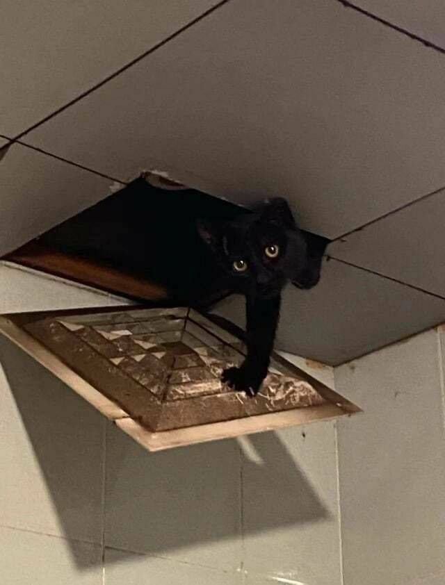 Funny Cats (29 pics)