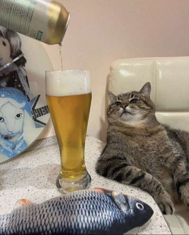 Funny Cats (29 pics)