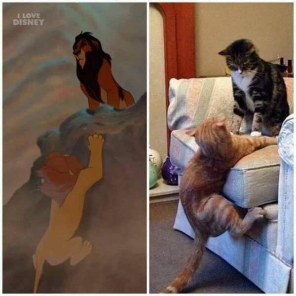 Funny Cats (29 pics)
