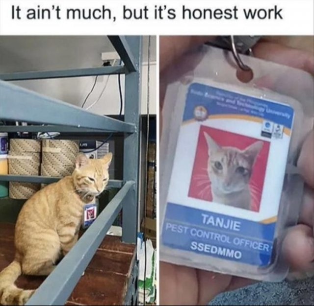 Funny Cats (29 pics)