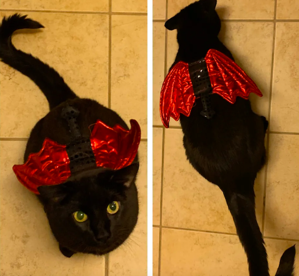 Pets That Are Ready For Halloween (20 pics) Pets That Are Ready For Halloween (20 pics)