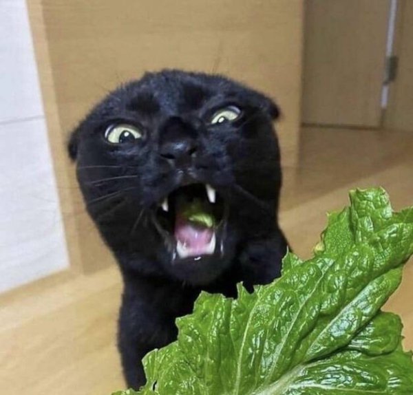 Funny Cats (29 pics)