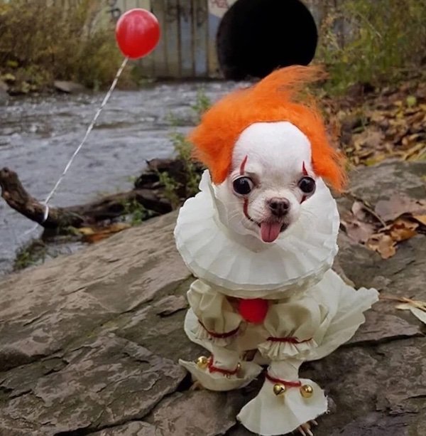 Pets That Are Ready For Halloween (20 pics) Pets That Are Ready For Halloween (20 pics)