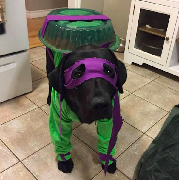 Pets That Are Ready For Halloween (20 pics) Pets That Are Ready For Halloween (20 pics)