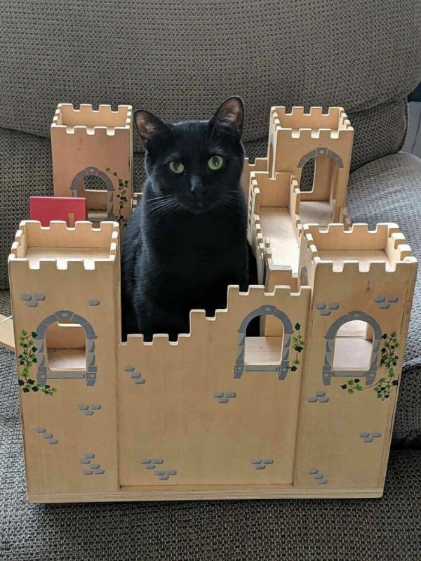 Funny Cats (29 pics)
