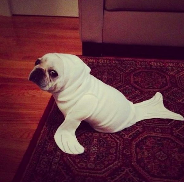 Pets That Are Ready For Halloween (20 pics) Pets That Are Ready For Halloween (20 pics)