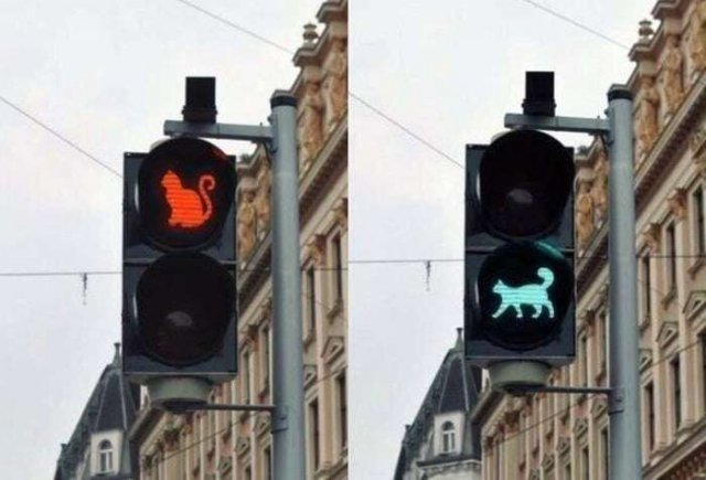 Funny Cats (29 pics)