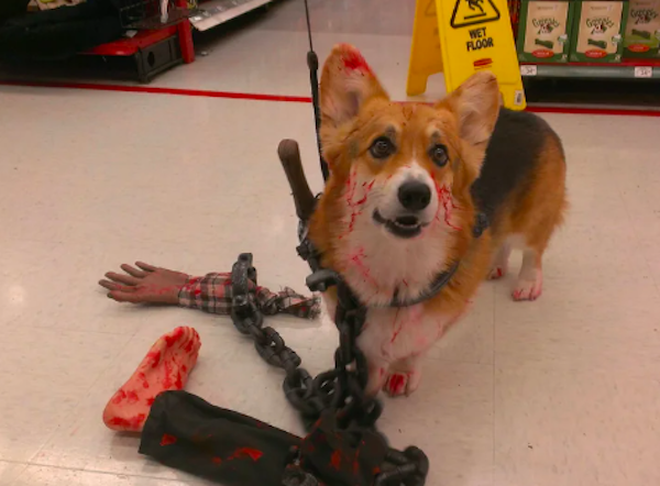 Pets That Are Ready For Halloween (20 pics) Pets That Are Ready For Halloween (20 pics)