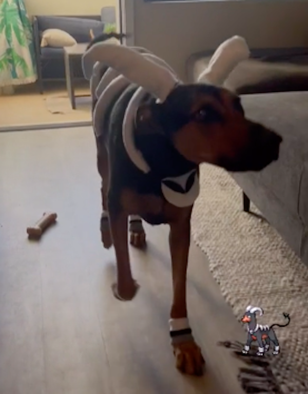Pets That Are Ready For Halloween (20 pics) Pets That Are Ready For Halloween (20 pics)