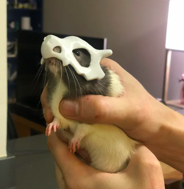Pets That Are Ready For Halloween (20 pics) Pets That Are Ready For Halloween (20 pics)